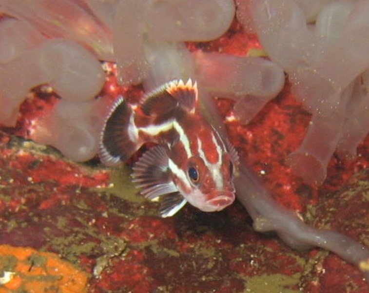 ../Images/DSechelt 008.jpg